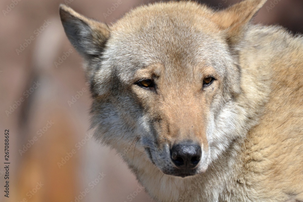 Portrait of a big,gray wolf close-up