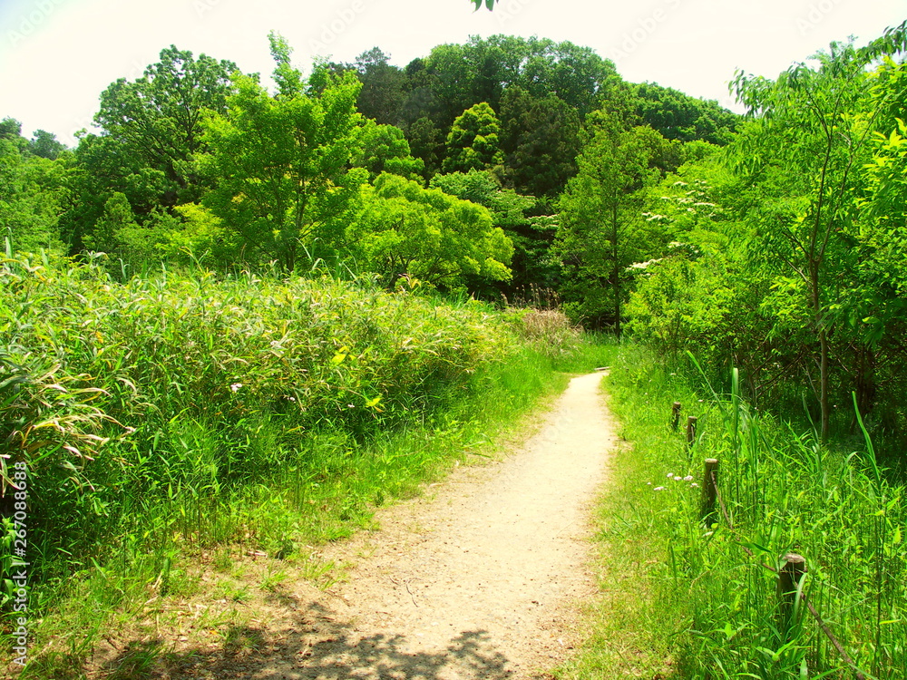 初夏の新緑の林に続く小道風景 初夏の新緑の林に続く小道風景