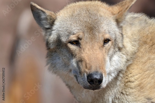 Portrait of a big,gray wolf close-up © Дина Попова