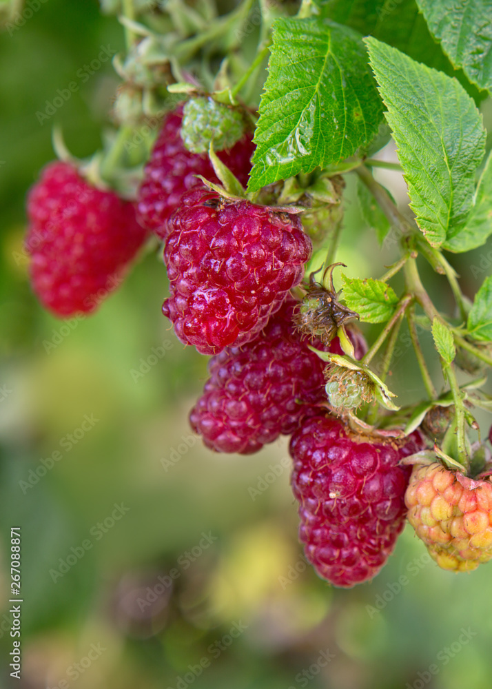 Raspberries on a branch close up. Summer background. - obrazy, fototapety, plakaty 