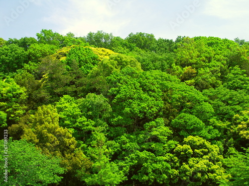 新緑の初夏の森風景