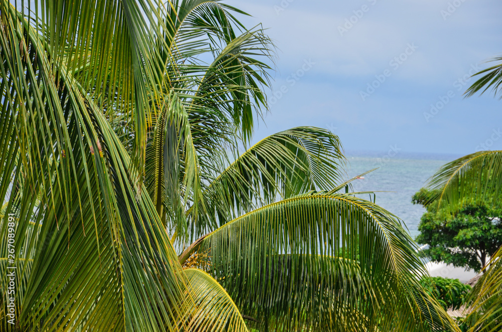 Fototapeta premium Beautiful green Palm trees nearby the ocean. Topical concept