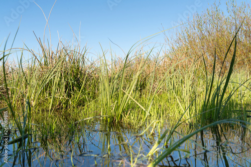 green spring grass with reflection in water as background