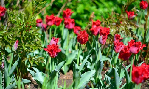 Red,velvet tulips on the field