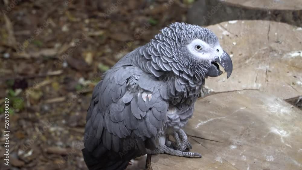 African Grey parrot (Psittacus erithacus) in the zoo. Bird of this species is often bred in captivity because it can easier than others parrots learn to speak. African Grey parrot (Psittacus erithacus) in the zoo. Bird of this species is often bred in captivity because it can easier than others parrots learn to speak.