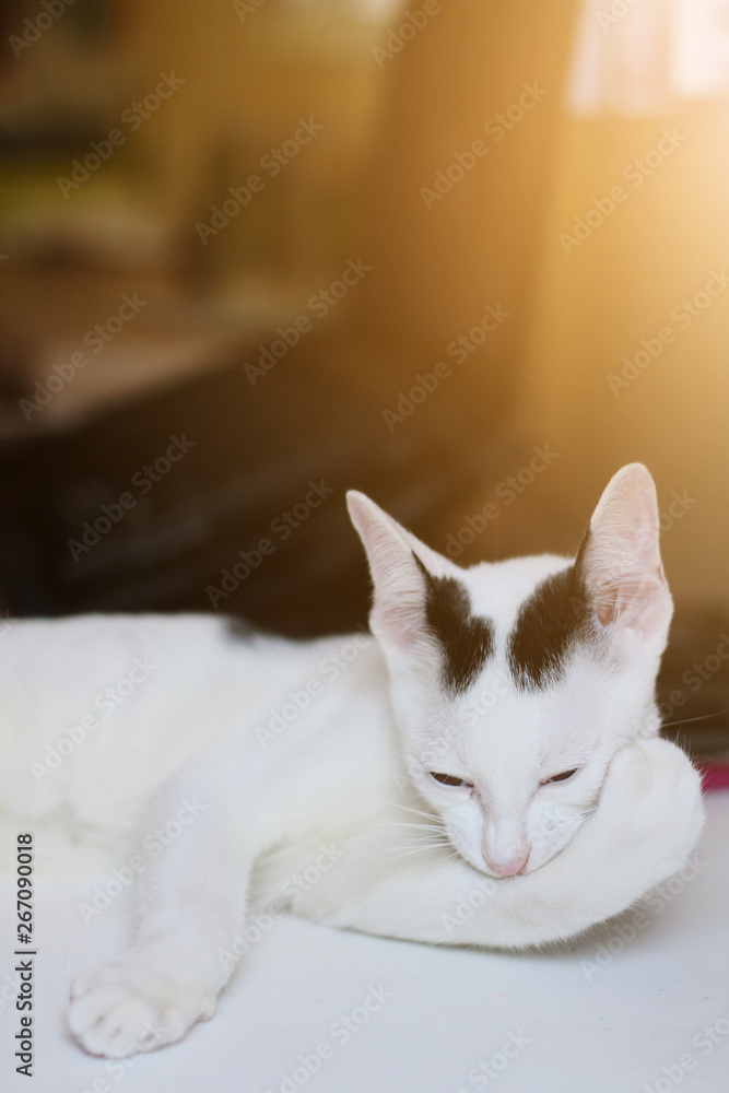 Kitten White cat sitting and enjoy on white paper with sunlight