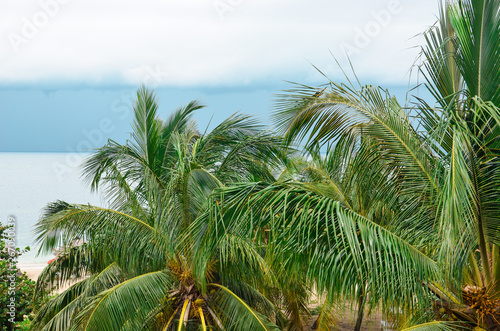Beautiful green Palm trees nearby the ocean. Topical concept