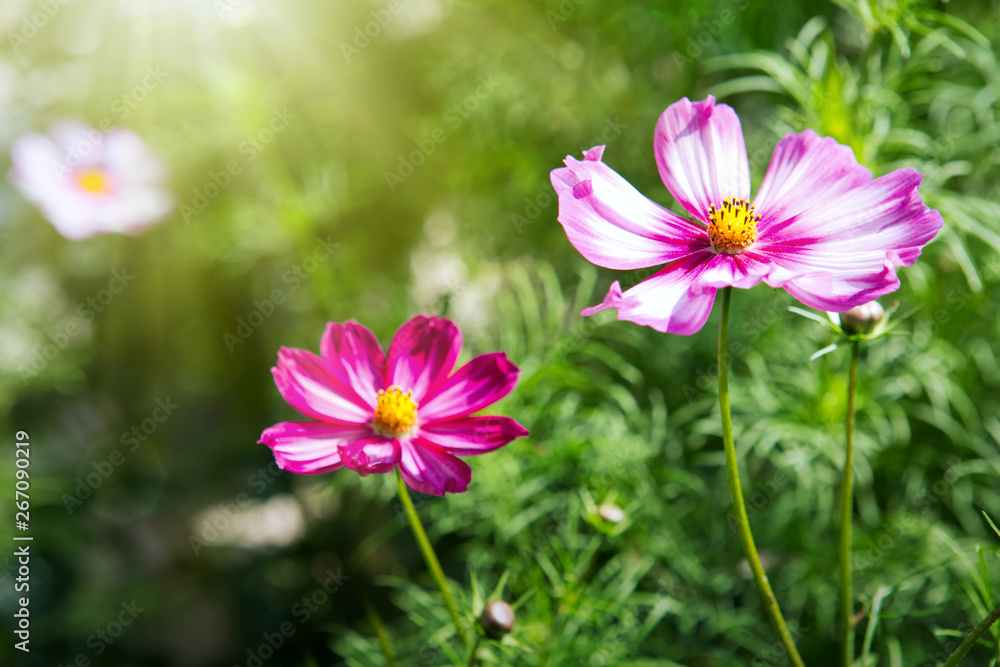 Pink cosmos flowers in the garden isolated on green. Summer background. Pink cosmos flowers in the garden isolated on green. Summer background.