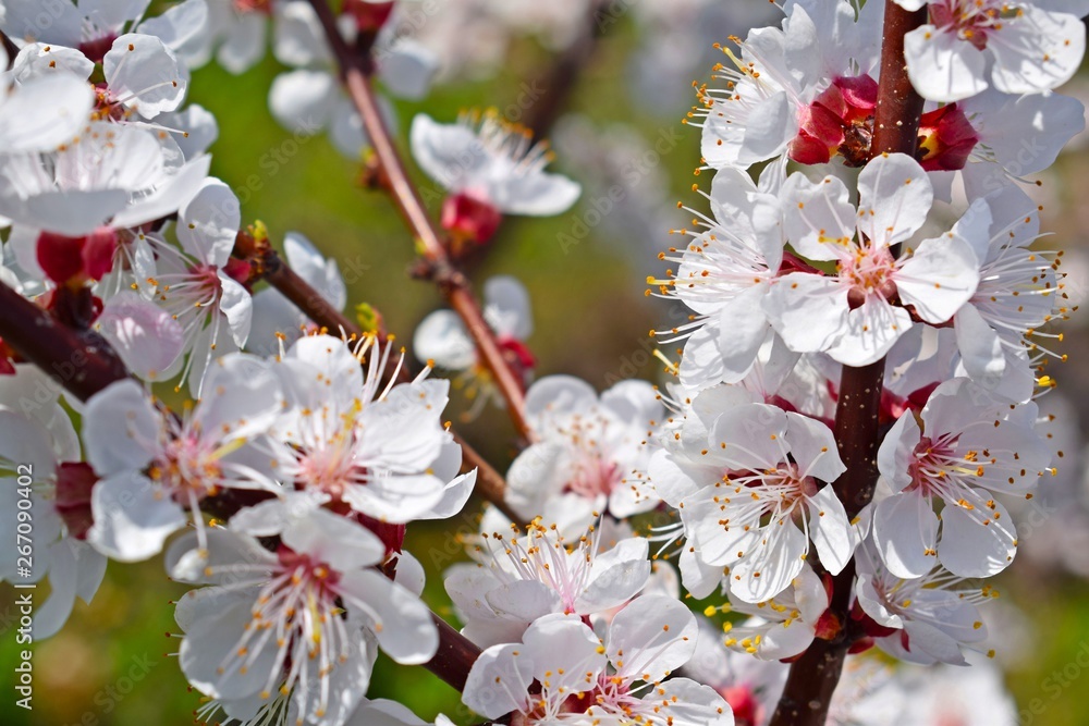 Beautifully blooming apricot tree in spring.Blossoming garden.