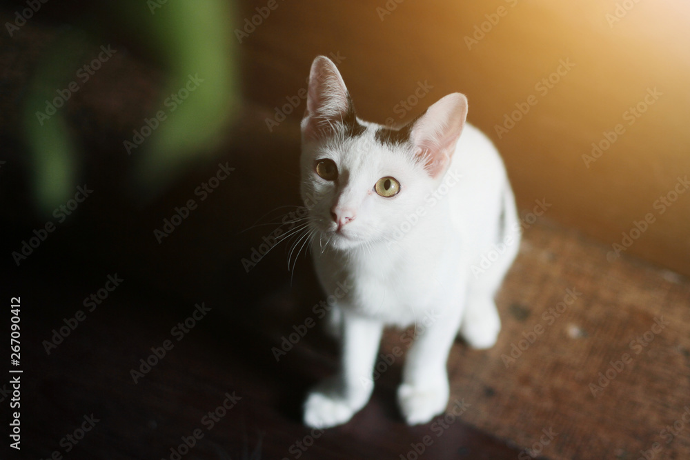 Kitten White cat sitting and enjoy on wood floor with sunlight Kitten White cat sitting and enjoy on wood floor with sunlight