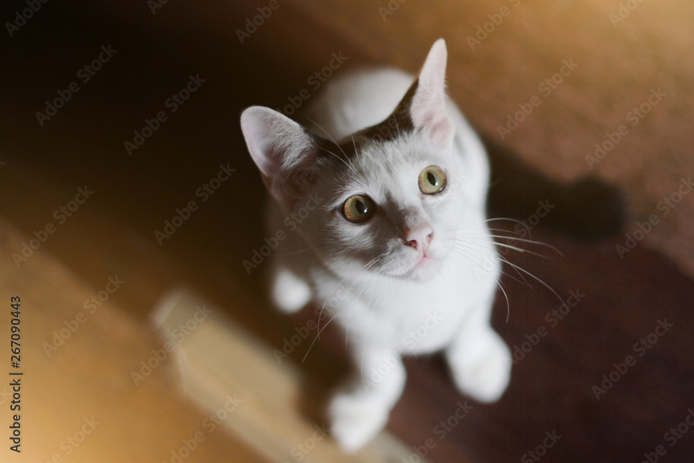 Kitten White cat sitting and enjoy on wood floor with sunlight Kitten White cat sitting and enjoy on wood floor with sunlight