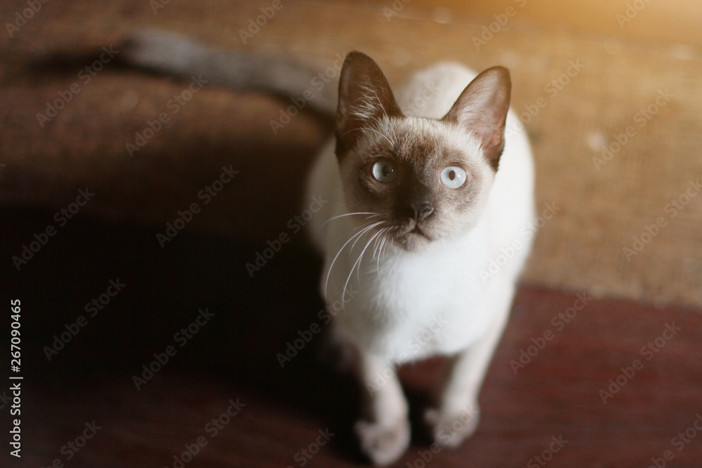 Siamese Cat sitting on the floor with sunlight. Siamese Cat sitting on the floor with sunlight.