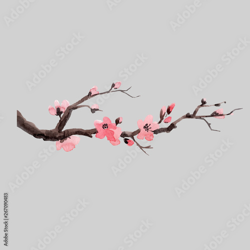 Watercolor vector sakura branch
