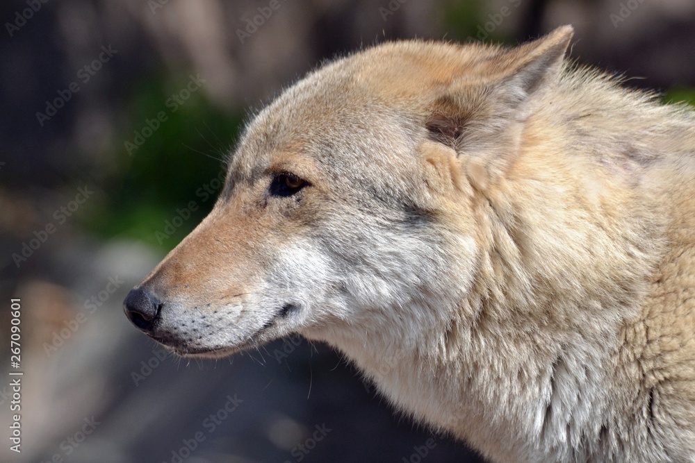 Gray wolf bright sunny day