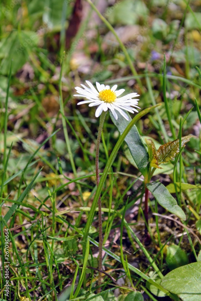 Bellis annua, the annual daisy, plant species in the genus Bellis. Beautiful wild daisy flowers in the garden. Bellis is a genus of flowering plants in the sunflower. Bellis annua, the annual daisy, plant species in the genus Bellis. Beautiful wild daisy flowers in the garden. Bellis is a genus of flowering plants in the sunflower.
