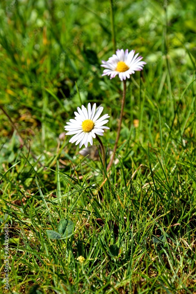 Bellis annua, the annual daisy, plant species in the genus Bellis. Beautiful wild daisy flowers in the garden. Bellis is a genus of flowering plants in the sunflower. Bellis annua, the annual daisy, plant species in the genus Bellis. Beautiful wild daisy flowers in the garden. Bellis is a genus of flowering plants in the sunflower.
