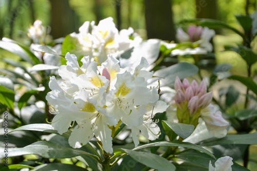 Blossoming white branch of rhododendron in spring. Close-up view of a shrub with flowering white rhododendron flowers. Cunningham's White Rhododendron