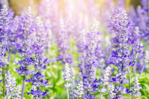 Lavender field.