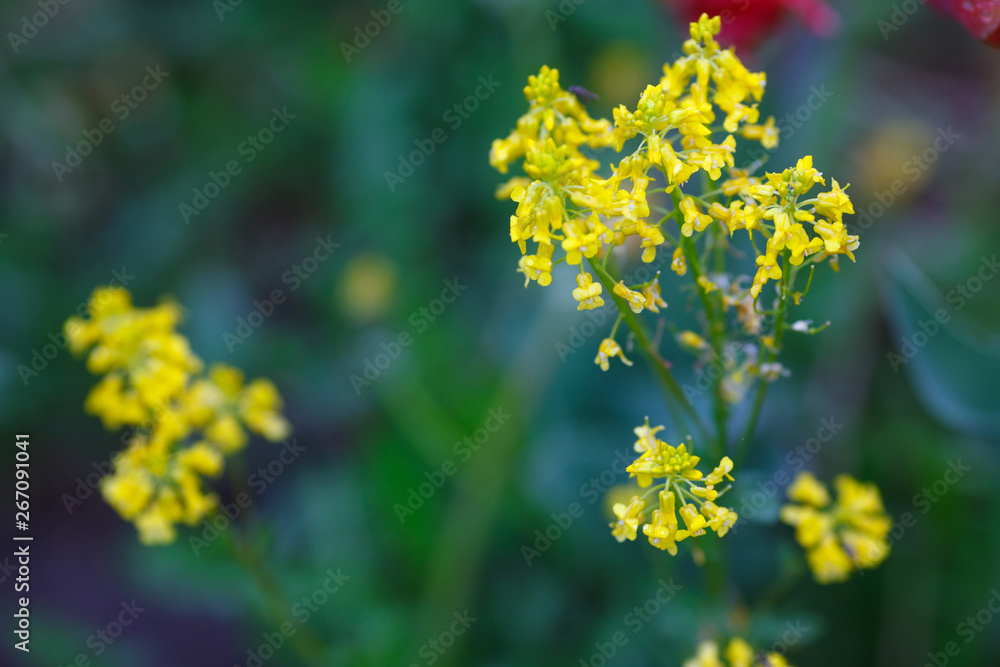 Yellow flowers in spring Yellow flowers in spring