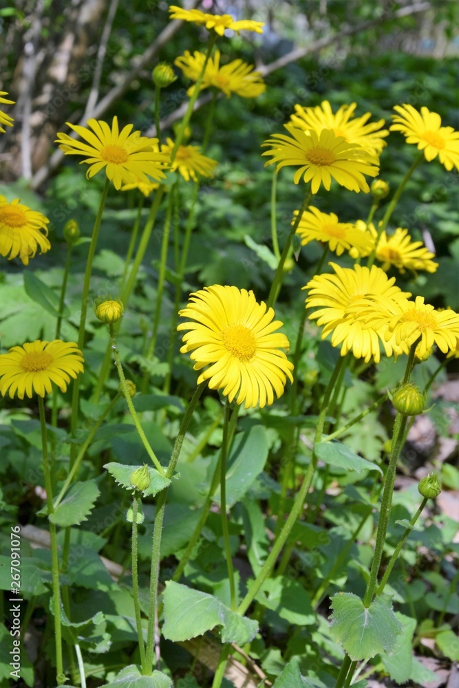 Doronicum orientale Hoffm. (Leopard's Bane) - plant species in the sunflower family (Asteraceae). Yellow flower heads Doronicum orientale Hoffm. (Leopard's Bane) - plant species in the sunflower family (Asteraceae). Yellow flower heads