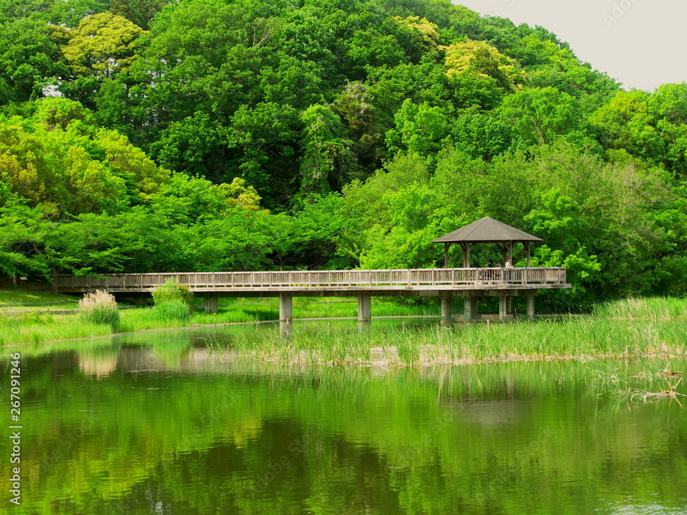 池のある新緑の朝の21世紀の森と広場風景