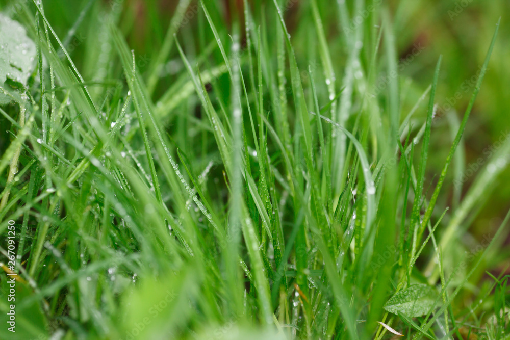 Obraz premium Green plants in the rain