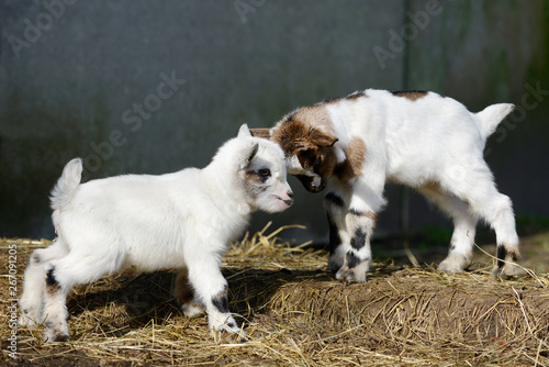 small goat kids standing in front off shed © Carola Schubbel