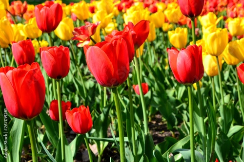 Flowers  red and yellow tulips in full bloom in the spring garden. Natural floral background. Tulipa - genus of  spring-blooming perennial herbaceous bulbiferous geophytes 