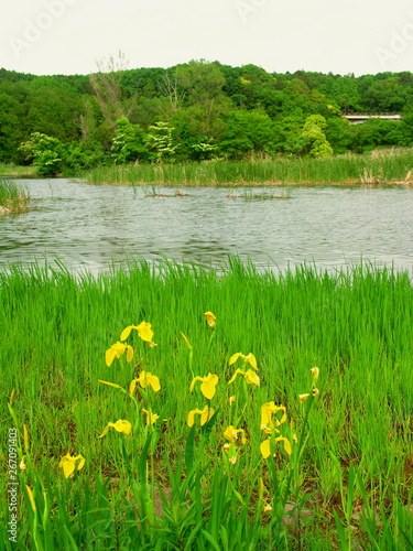 黄菖蒲咲く午後の公園の池畔風景