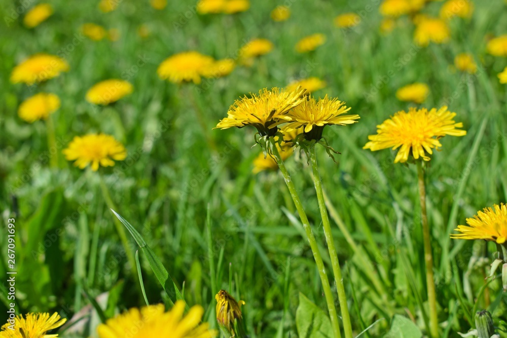 Fototapeta premium Beautiful dandelions on the green grass.Spring meadow.