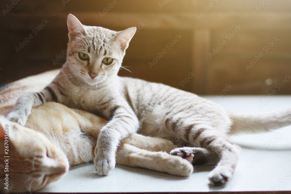 Cute orange cat and grey striped cat enjoy and sleeping on the table