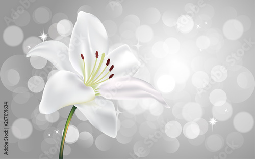 white lilly flower on the silver light abstarct background