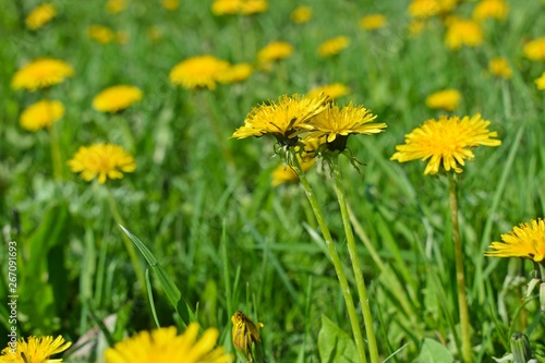 Beautiful dandelions on the green grass.Spring meadow.