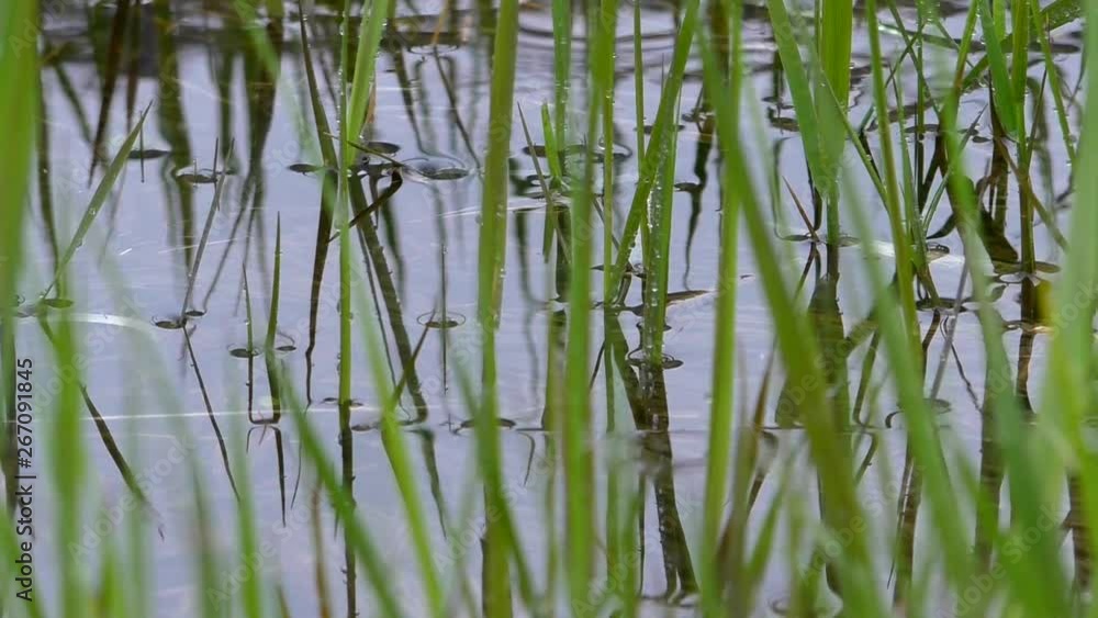Summer gentle rain of nature in 4K. Raindrops fall into the green grass. Rainy day weather in macro. Summer gentle rain of nature in 4K. Raindrops fall into the green grass. Rainy day weather in macro.