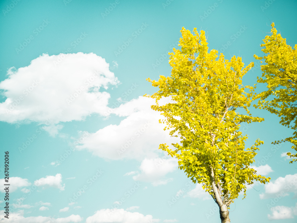 yellow tree and blue sky