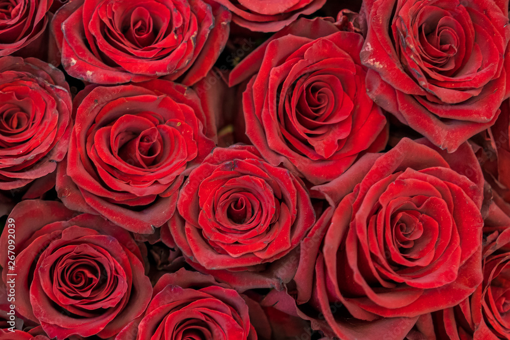 Red roses background. Fresh red and burgundy roses. Red rose buds Red roses background. Fresh red and burgundy roses. Red rose buds