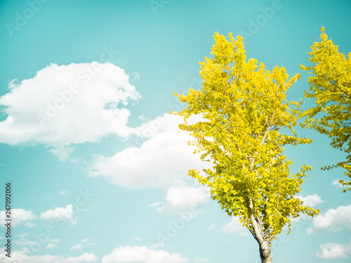 yellow tree and blue sky