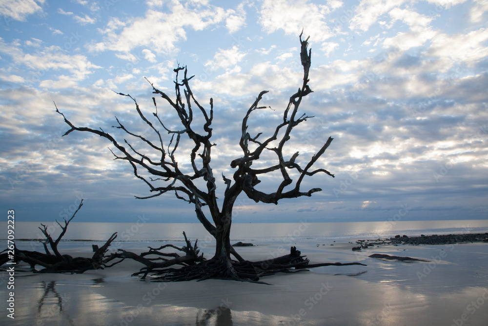 Driftwood on a sandy beach with reflection Driftwood on a sandy beach with reflection