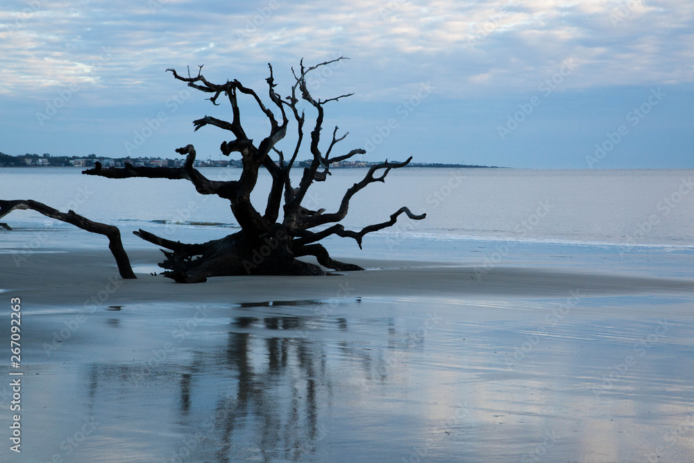 Driftwood on a sandy beach with reflection Driftwood on a sandy beach with reflection