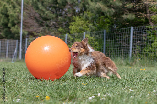 Border collie beim Hundesport Treibball