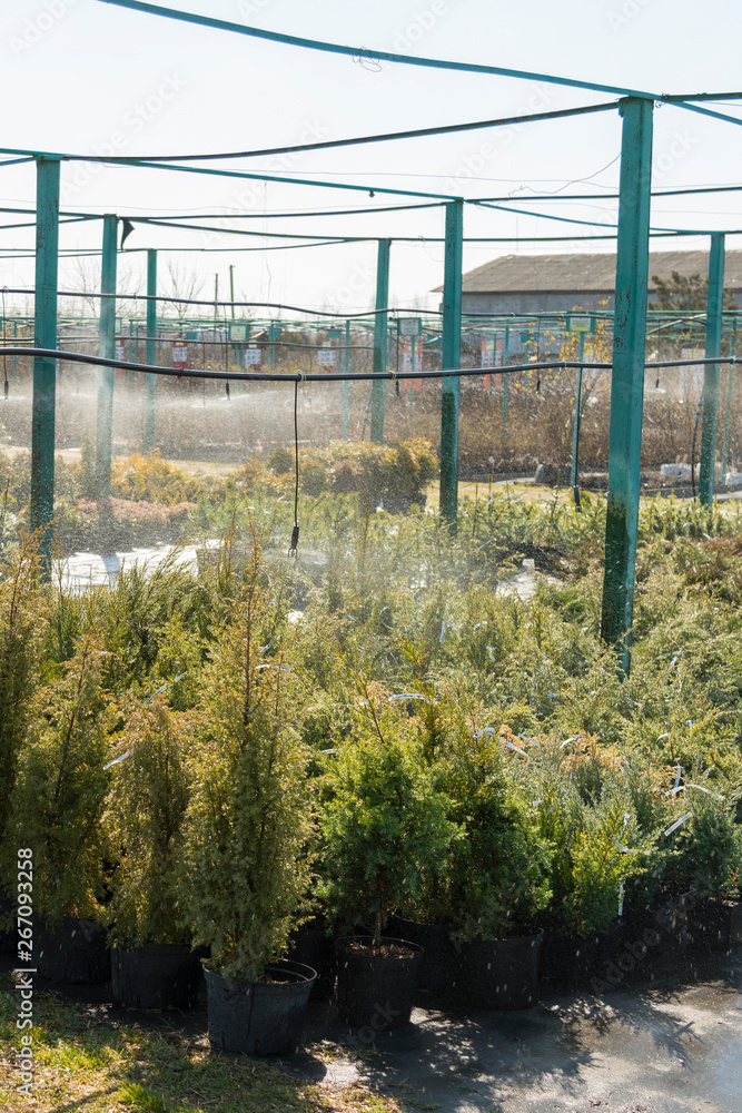 Obraz premium row of coniferous trees in greenhouse. plants outside a nursery for sale in spring. Nursery for plants. vertical photo