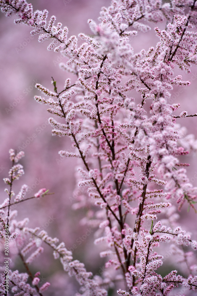 Tamarix. Blooming pink bushes. Spring time. Tamarix. Blooming pink bushes. Spring time.