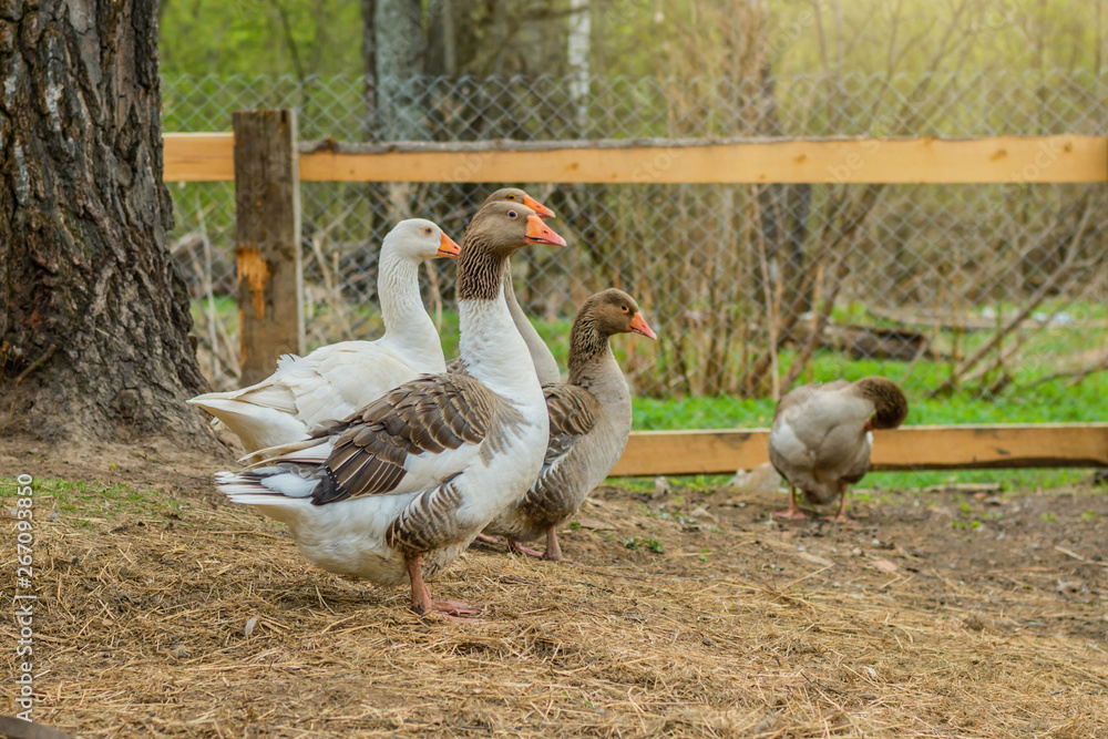 Гуси на фоне сельского двора Geese on the background of a rural yard Гуси на фоне сельского двора Geese on the background of a rural yard