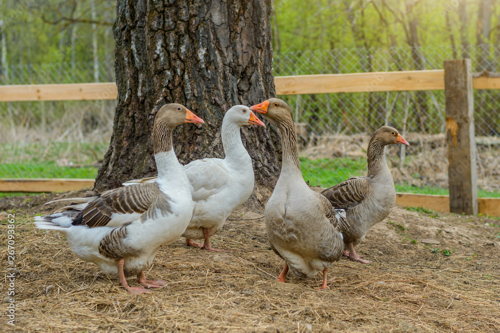 Гуси на фоне сельского двора Geese on the background of a rural yard Гуси на фоне сельского двора Geese on the background of a rural yard