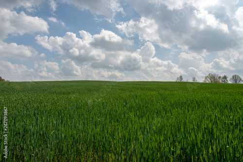 green field and blue sky