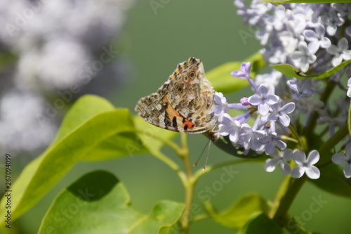 Butterfly Vanessa cardui on lilac flowers. Pollination blooming lilacs.