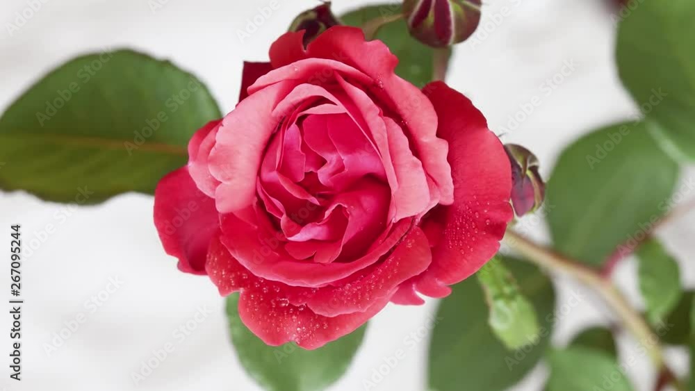 Time lapse of red rose growing blossom from bud to big flower on green leaves background, 4k movie. Time lapse of red rose growing blossom from bud to big flower on green leaves background, 4k movie.