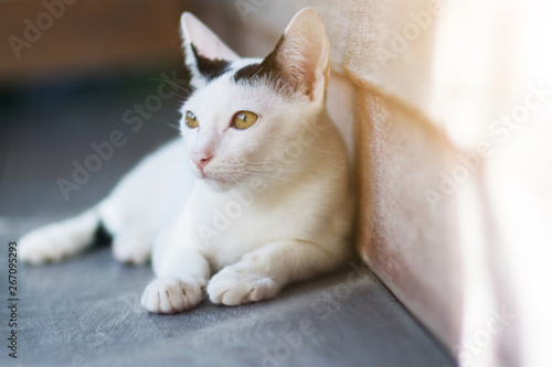 Kitten White cat sitting and enjoy on wood terrace with sunlight © cocorattanakorn