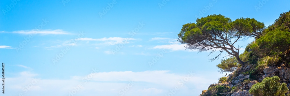 Pine tree on a rock on blue sky background, panoramic mediterranean landscape in Menorca Balearic islands, Spain