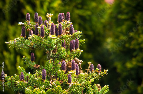 Cones of Korean Fir - Abies koreana photo